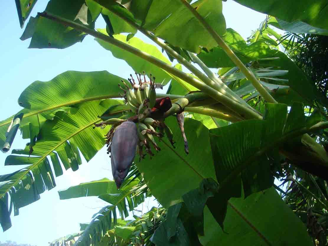 呀诺达热带雨林植物