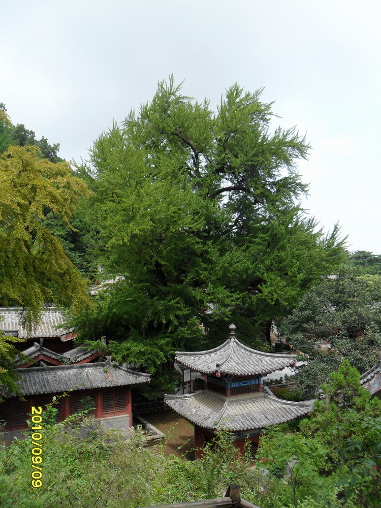 最近去的几个地方2沂水灵泉寺