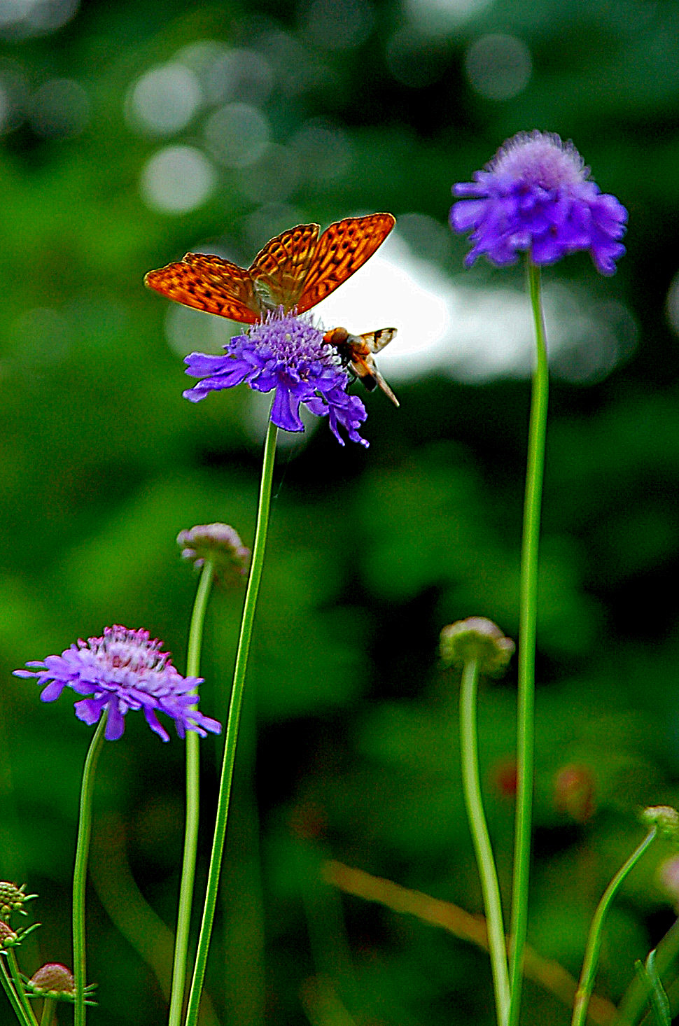 坝上草原上美丽的蝴蝶