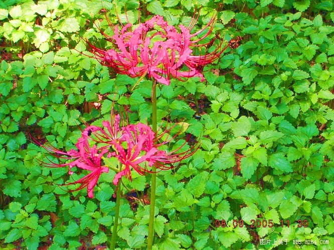 发些花花草草