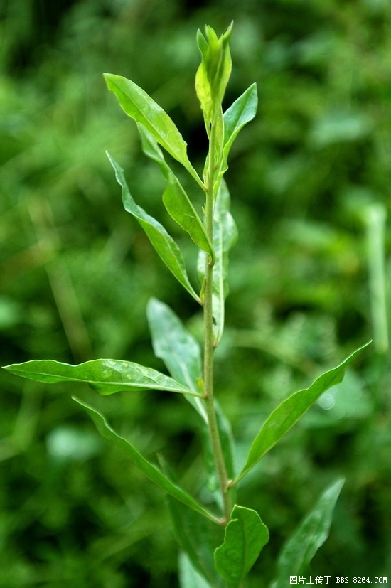户外美食凉拌枸杞叶芽