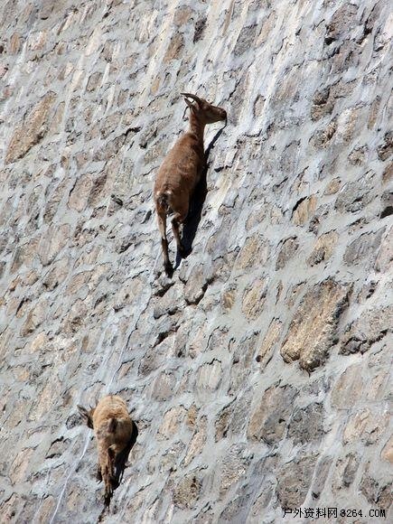 动物攀岩明星野山羊轻松上下近乎垂直水坝